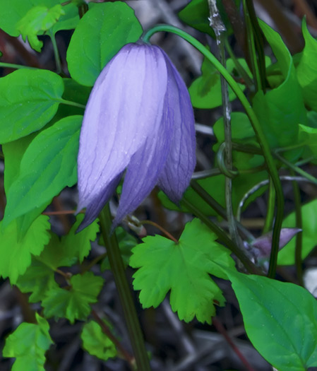 clematis